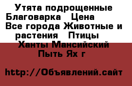 Утята подрощенные Благоварка › Цена ­ 100 - Все города Животные и растения » Птицы   . Ханты-Мансийский,Пыть-Ях г.